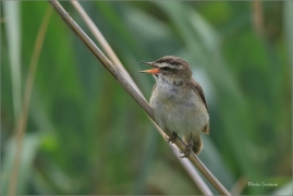 <p>RÁKOSNÍK PROUŽKOVANÝ (Acrocephalus schoenobaenus) jižní Morava ---- /Sedge warbler - Schilfrohrsänger/</p>